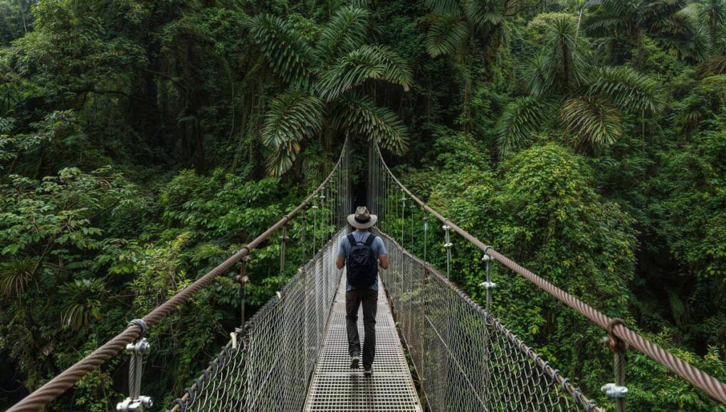 Tourist Walking A Suspended Bridge Through A Cloud Forest In Costa Rica, Central America